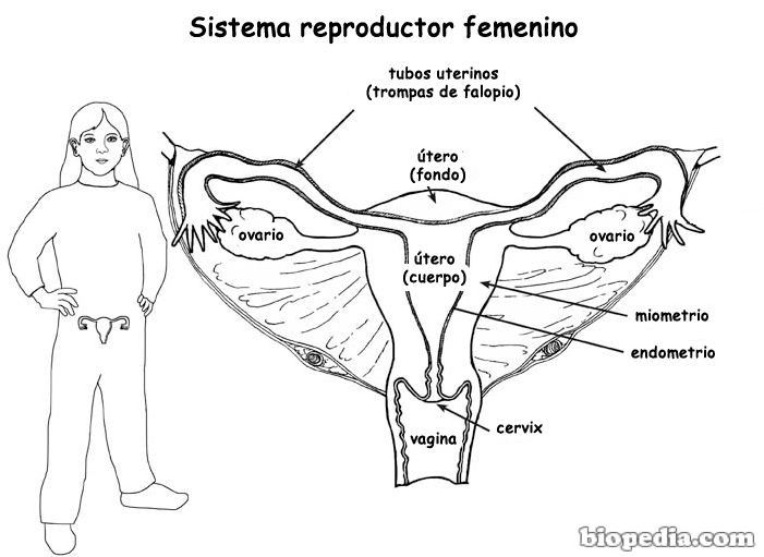 imagen tomada de Pinterest