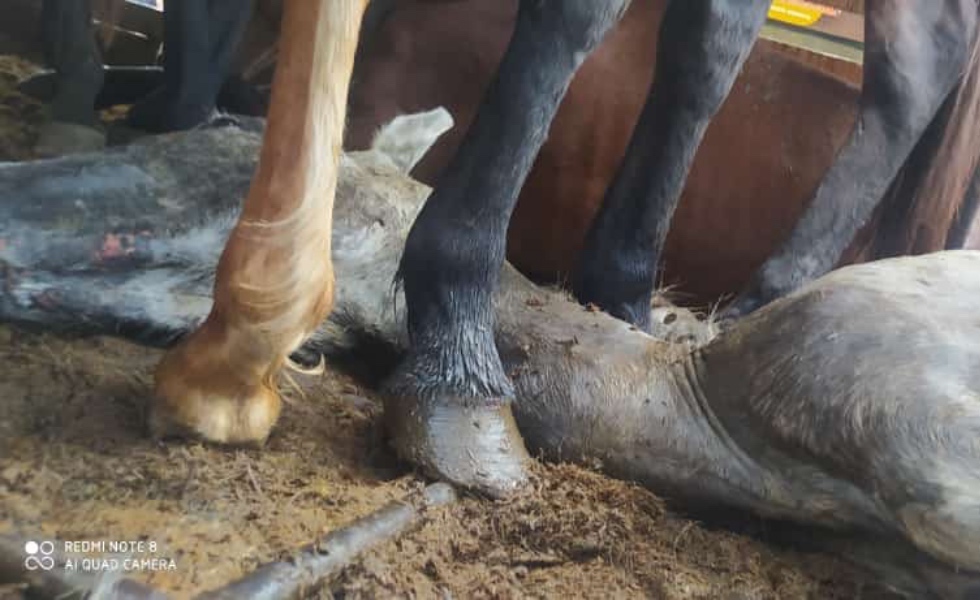 Imagen tomada @stephanie_valen